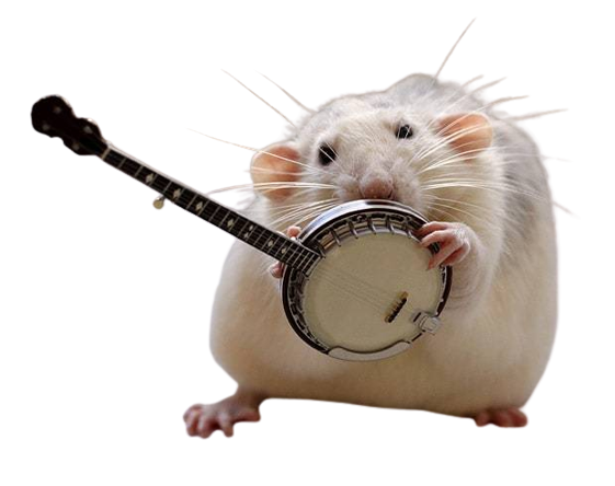 rat playing an instrument