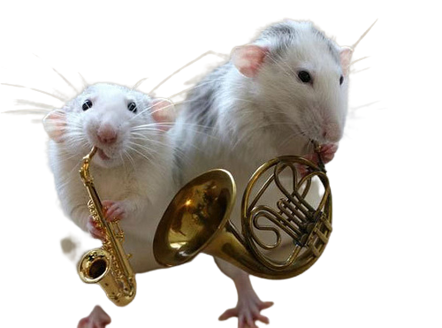 rat playing an instrument